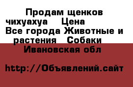 Продам щенков чихуахуа  › Цена ­ 10 000 - Все города Животные и растения » Собаки   . Ивановская обл.